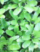 Plante terrarium Neoregelia Tigrina