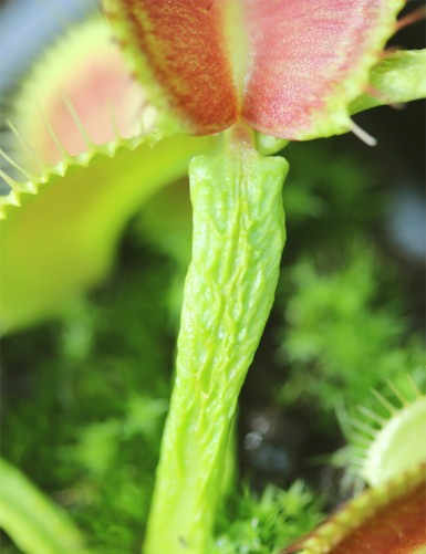 Dionaea muscipula...