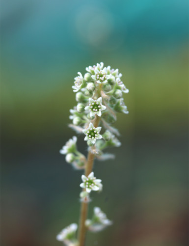 Cephalotus follicularis flowers