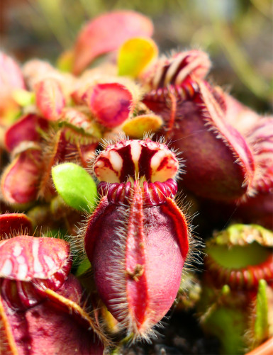 Cephalotus follicularis up close