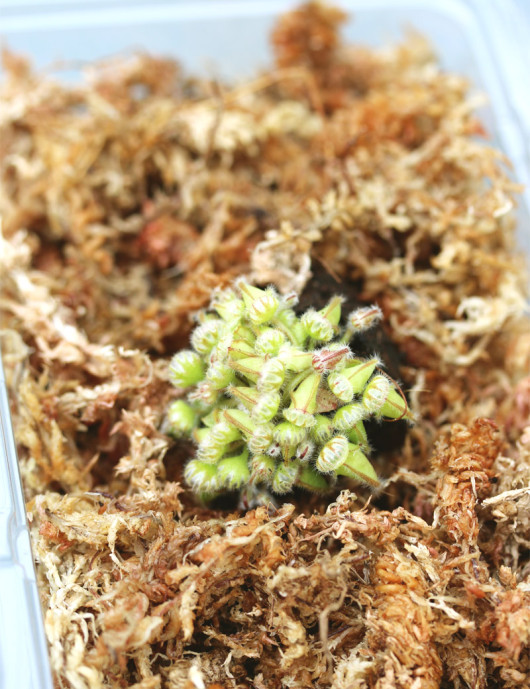 Mini-motte - Cephalotus follicularis