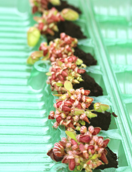 Mini-clods X6 - Cephalotus follicularis to repot