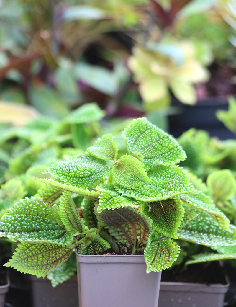 Pilea mollis - Plante de terrarium