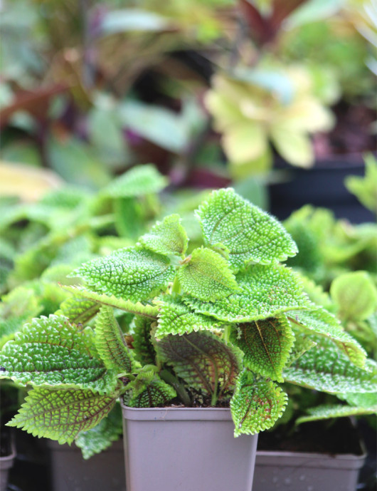 Plantes terrariums Pilea mollis