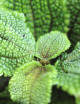 Plantes terrariums Pilea mollis