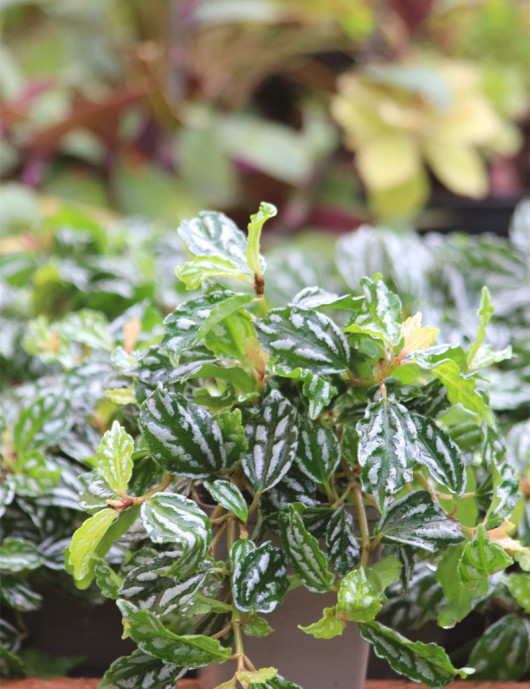 Pilea cadierei