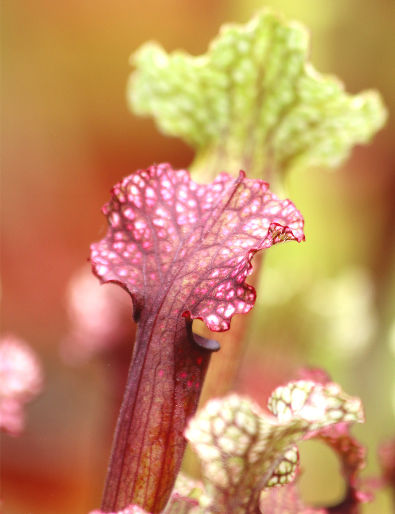 Plante carnivore Sarracenia hybride "Judith soper"