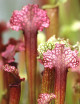 Plante carnivore Sarracenia hybride "Judith soper"