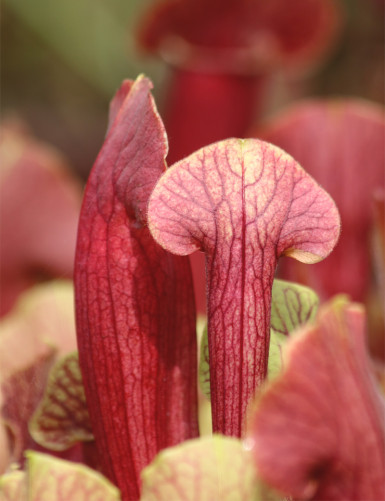 Carnivorous plant Sarracenia hybrid BARBA