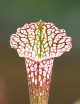 Plante carnivore Sarracenia leucophylla x wrigleyana
