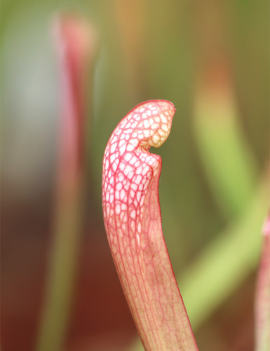 Carnivorous plant Sarracenia x wrigleyana