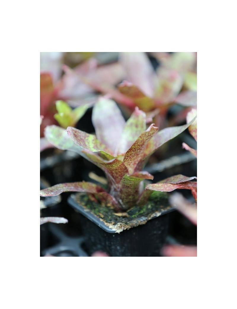 Plante terrarium Neoregelia 'Colombia' red