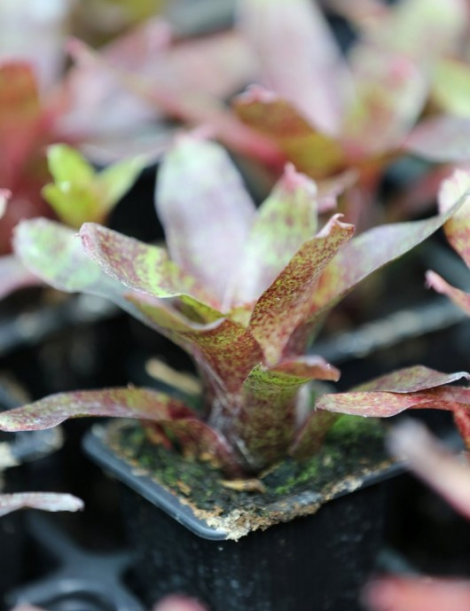 Plante terrarium Neoregelia 'Colombia' red