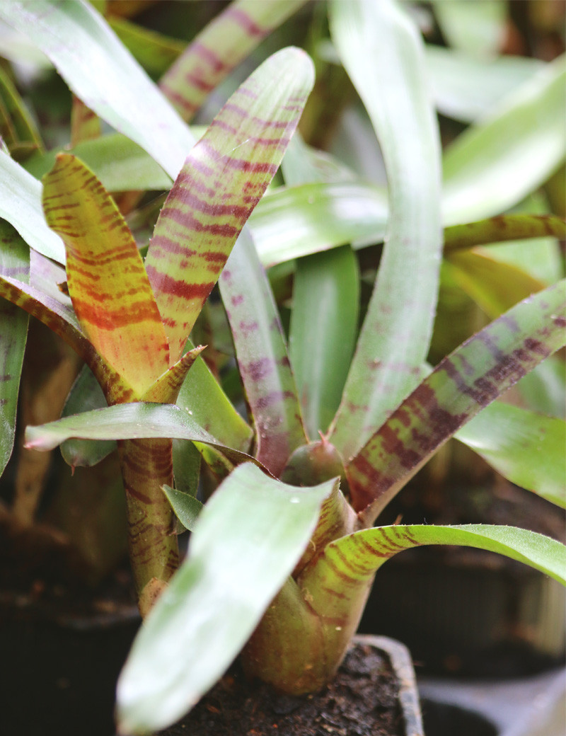 Plante terrarium Neoregelia ampullacea purpurea