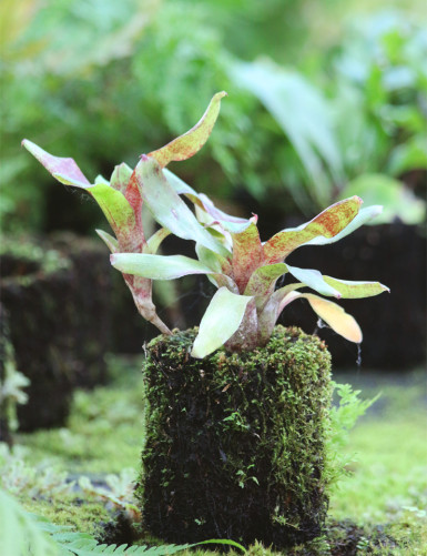 Neoregelia colombia red...