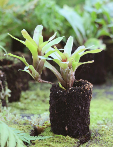 Neoregelia mephisto rooted...