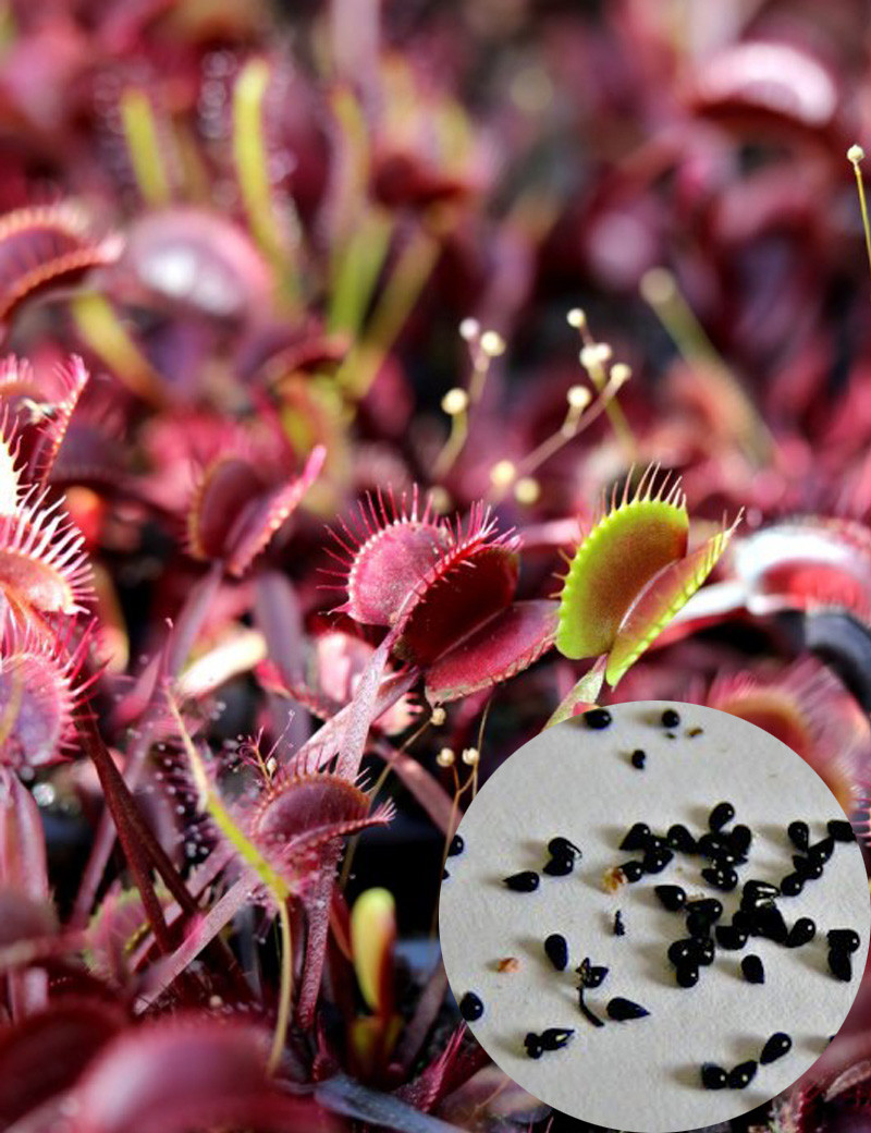 Graines de Dionaea muscipula Akai Ryu