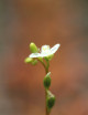 Drosera intermedia plante carnivore