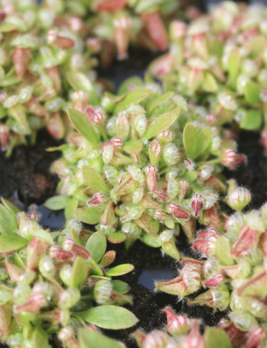 Mini motte de cephalotus follicularis