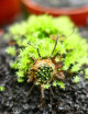 Drosera x hybrida plante carnivore