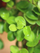 Peperomia rotundifolia | À repiquer