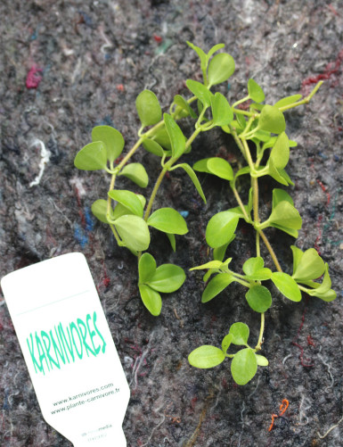 Peperomia rotundifolia | À...