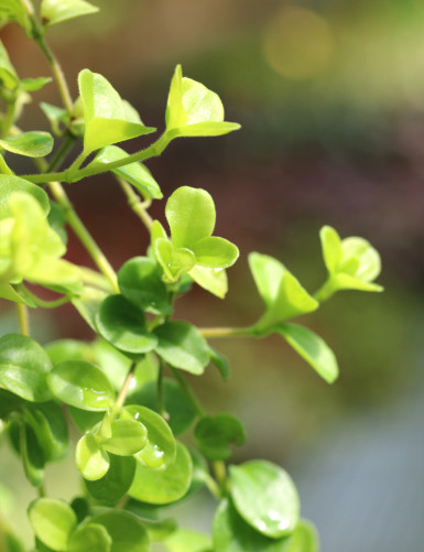 Peperomia rotundifolia | À repiquer