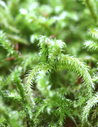 Mousse verte naturelle lycopodium - Plaque épaisse 4-6cm