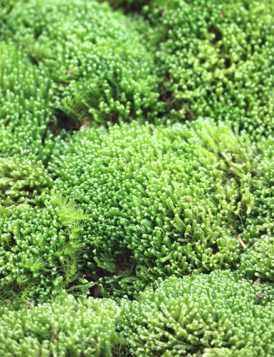 Lycopodium moss balls