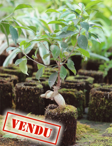 Ficus microcarpa ginseng raciné in xaxim