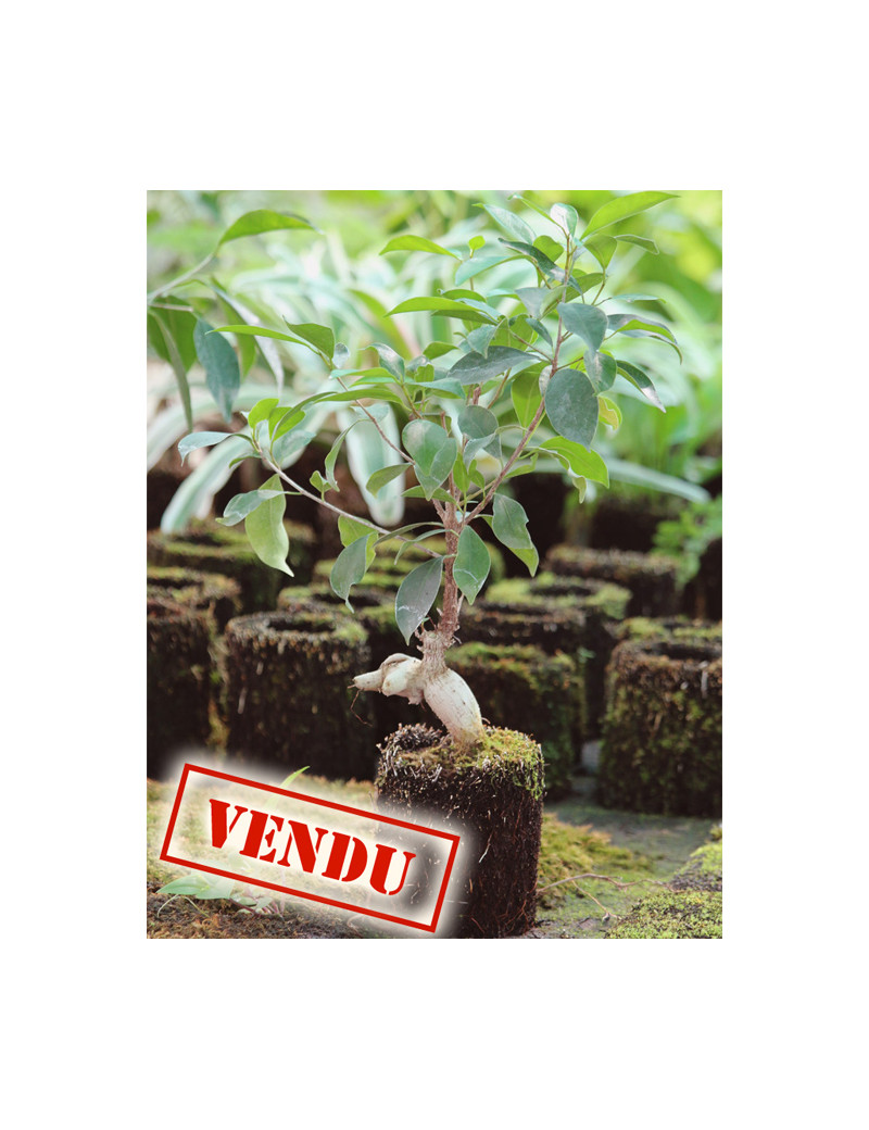 Ficus microcarpa ginseng raciné en xaxim