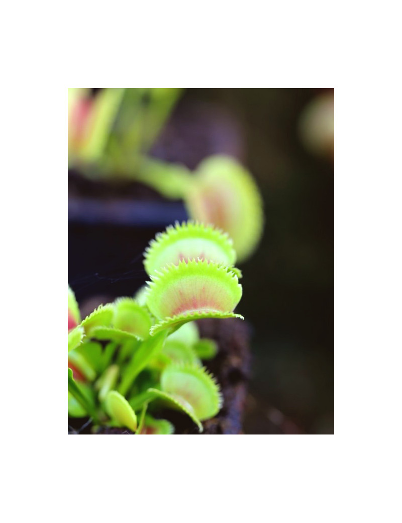 Dionaea dentata Plante carnivore