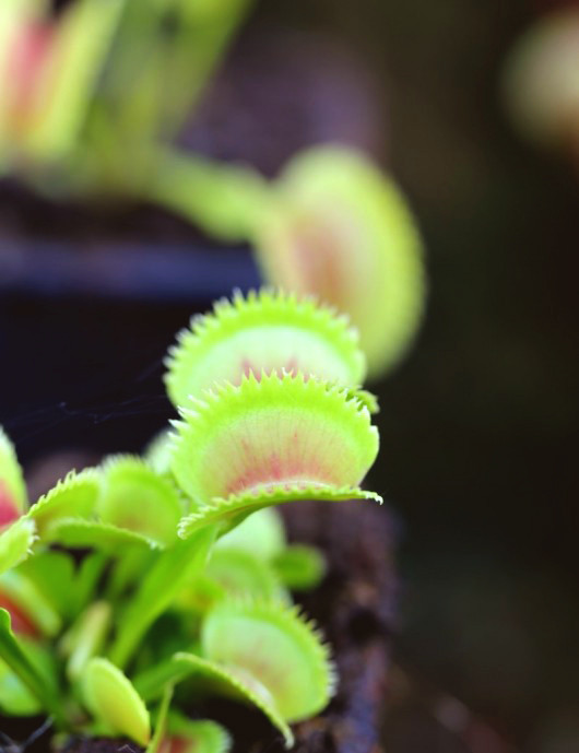 Dionaea dentata Plante carnivore