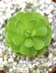 Plante carnivore Pinguicula esseriana