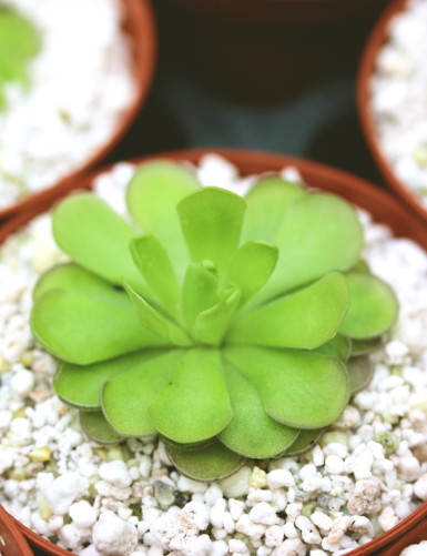 Plante carnivore Pinguicula cyclosecta