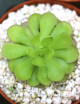 Plante carnivore Pinguicula cyclosecta