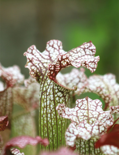 Plante carnivore Sarracenia x 'Daniel Rudd'