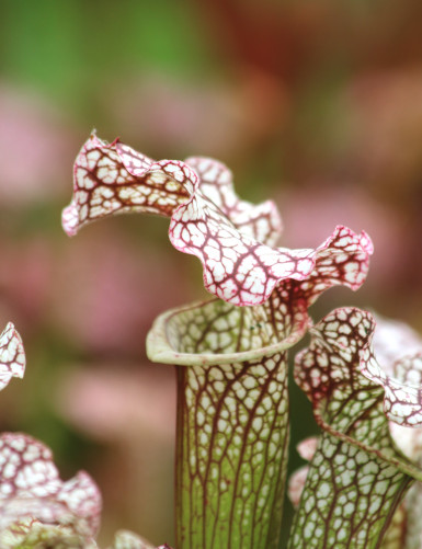 Carnivorous plant Sarracenia x 'Daniel Rudd'