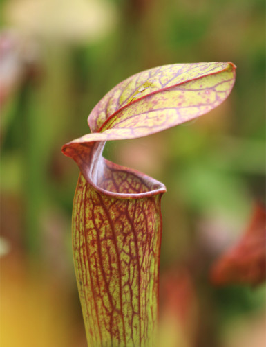 Plante carnivore Sarracenia alata red throat x oreophila