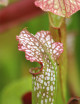 Carnivorous plant Sarracenia excellens x (minor x leucophylla)