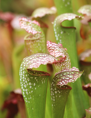 Carnivorous plant Sarracenia excellens x (minor x leucophylla)