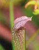 Plante carnivore Sarracenia x (x excellens x readii)