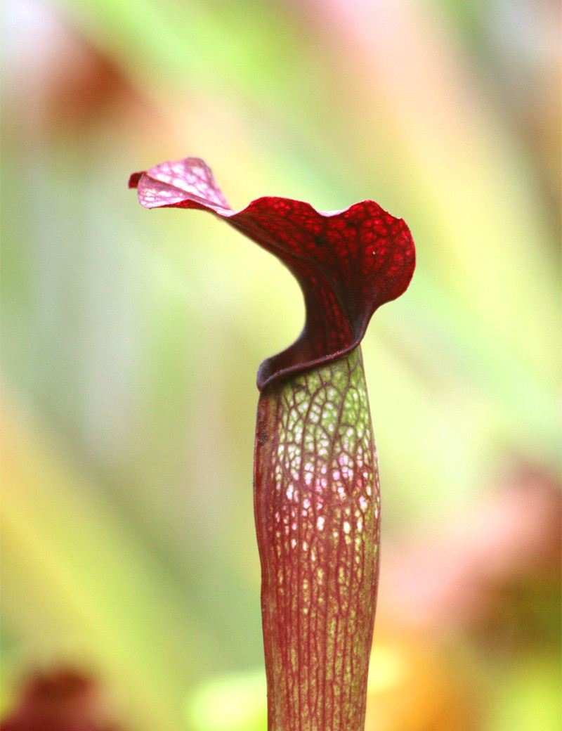 Plante carnivore Sarracenia alata red tube X Leucophylla