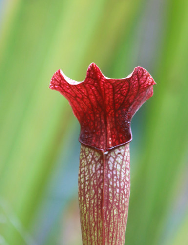 Carnivorous plant Sarracenia alata red tube X Leucophylla