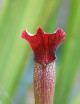 Plante carnivore Sarracenia alata red tube X Leucophylla