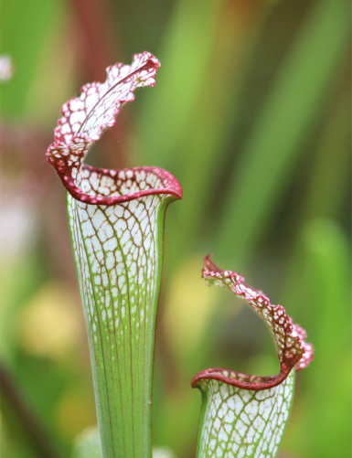 Plante carnivore Sarracenia leucophylla pubescent pink