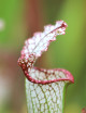 Plante carnivore Sarracenia leucophylla pubescent pink