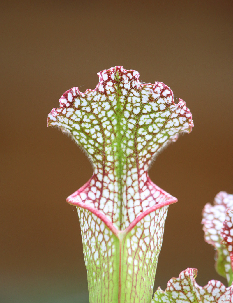 Plante carnivore Sarracenia leucophylla red white Mobile Co.