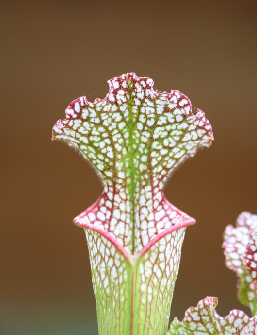 Plante carnivore Sarracenia leucophylla red white Mobile Co.