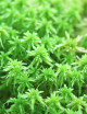 Sphaigne vivante - Sphagnum cristatum Plante carnivore